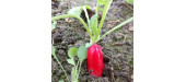 Radis flamboyant