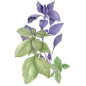 Basilic en mélange