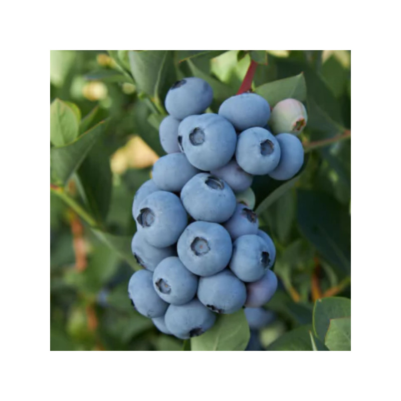 Blue Ribbon Blue Ribbon