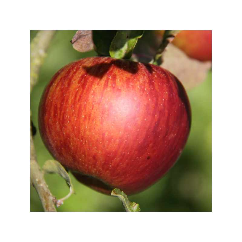 Reine des R. Rouge Reine des R. Rouge