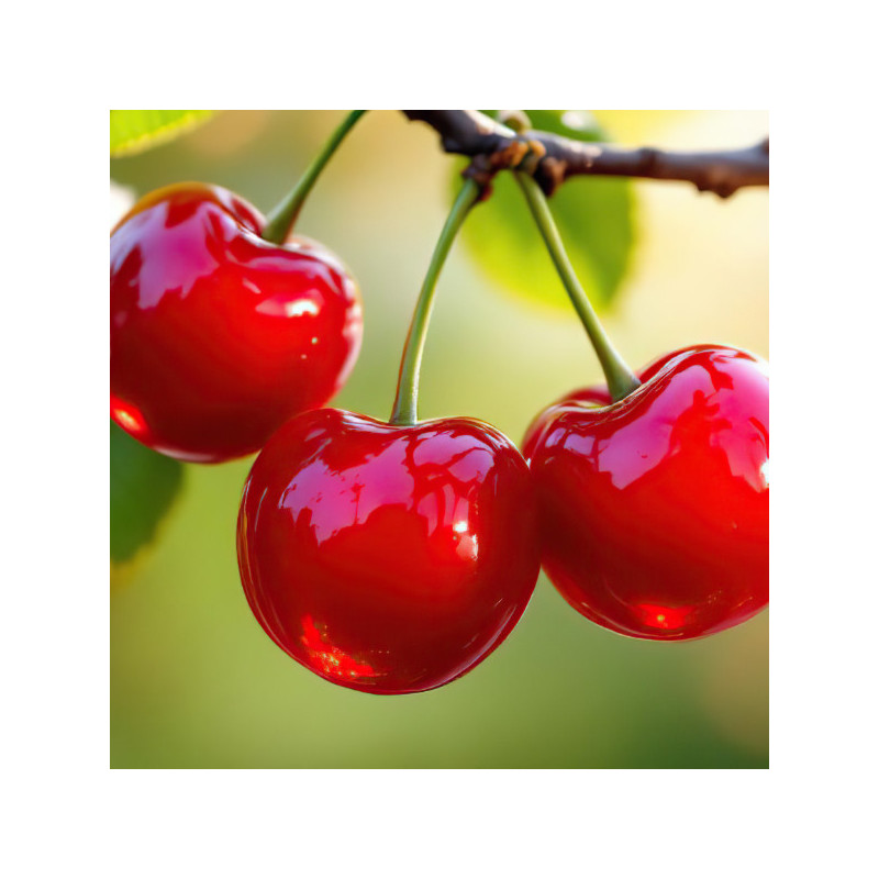 Géant d'Hedelfingen Géant d'Hedelfingen