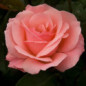 8 Rosiers b. ECO.