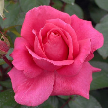 Rosier buisson ECONOMIQUE à grosses fleurs Criterion en racines nues.