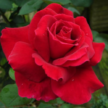 Rosier buisson collection générale Mister Lincoln.