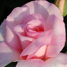 Rosier buisson ECONOMIQUE à grosses fleurs Diane de Poitiers en racines nues.