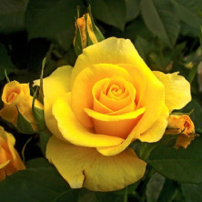 Rosier buisson ECONOMIQUE à grosses fleurs Gold Glow en racines nues.