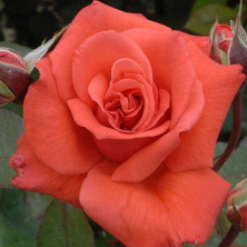 Rosier buisson collection générale Prince Klaus.