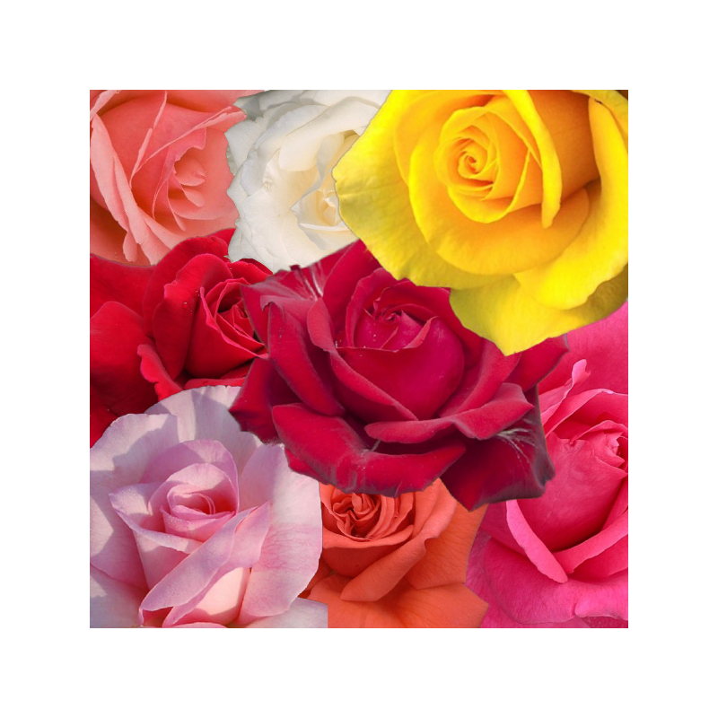 8 rosiers buissons à grosses fleurs ECONOMIQUE en racines nues. 8 rosiers buissons à grosses fleurs ECONOMIQUE en racines nues.