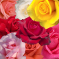 8 rosiers buissons à grosses fleurs ECONOMIQUE en racines nues.