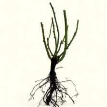 Rosier en racines nues