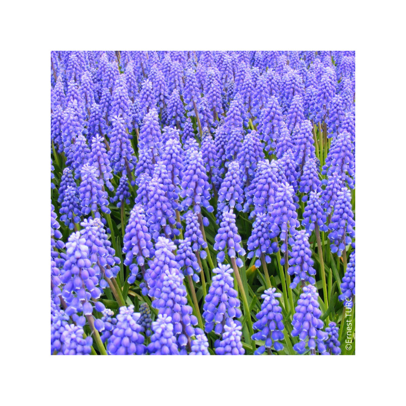 Muscari Bleu