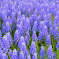 Muscari Bleu