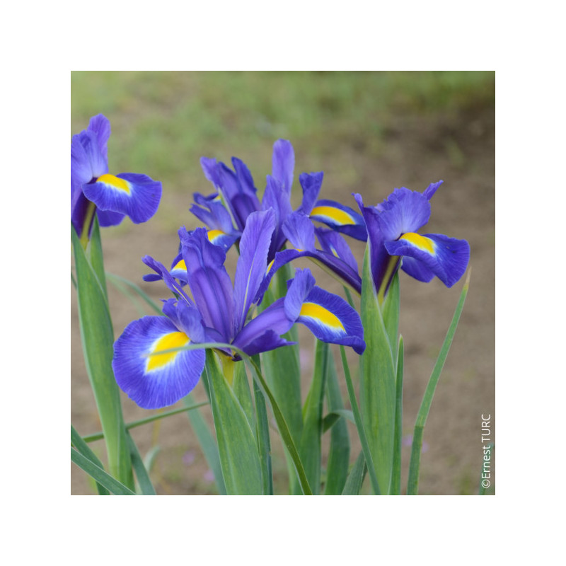 Blue Magic