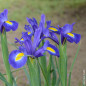 Blue Magic