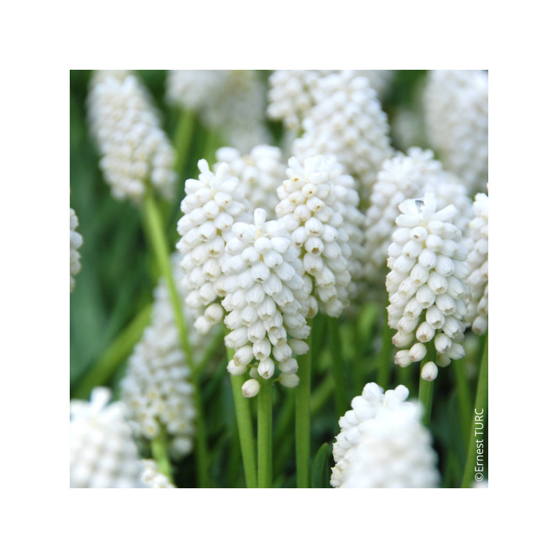 Muscari White Magic