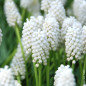 Muscari White Magic