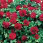 6 Rosiers G. ECO