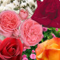 6 rosiers grimpants économique en racines nues.