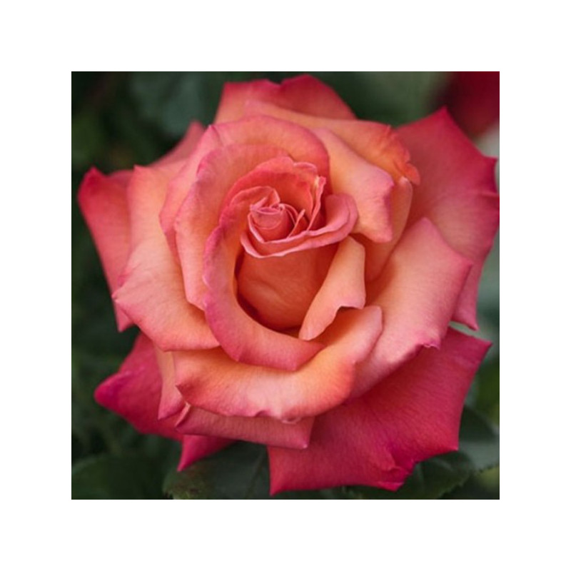 Christophe Colomb® (Grimpant)