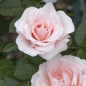 Lovely Symphonie®