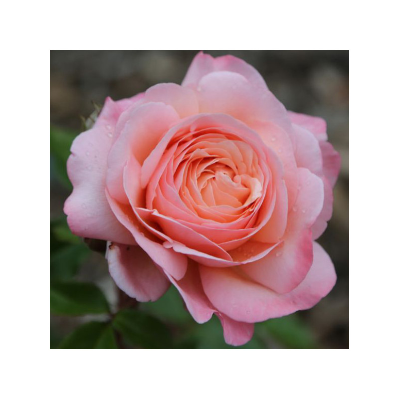 Jean de la Fontaine®