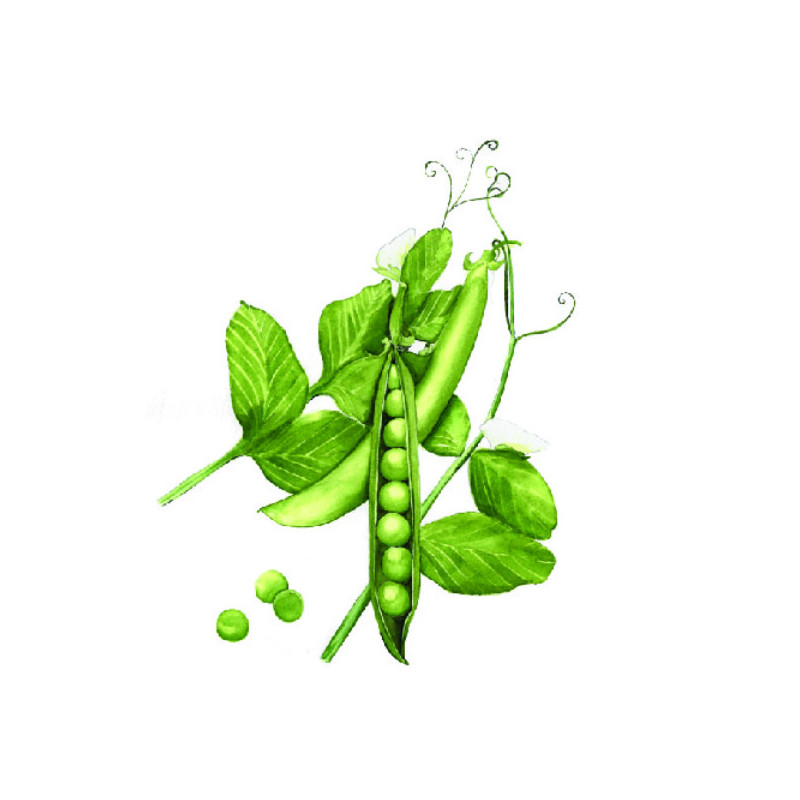 Pois nain Douce Provence 40 grammes