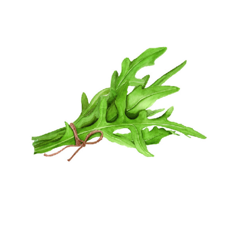 Roquette cultivée