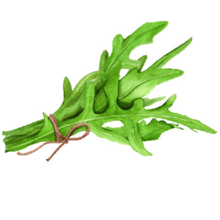 Graines de roquette 2 grammes.