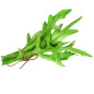 Roquette cultivée
