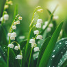 Muguet extra
