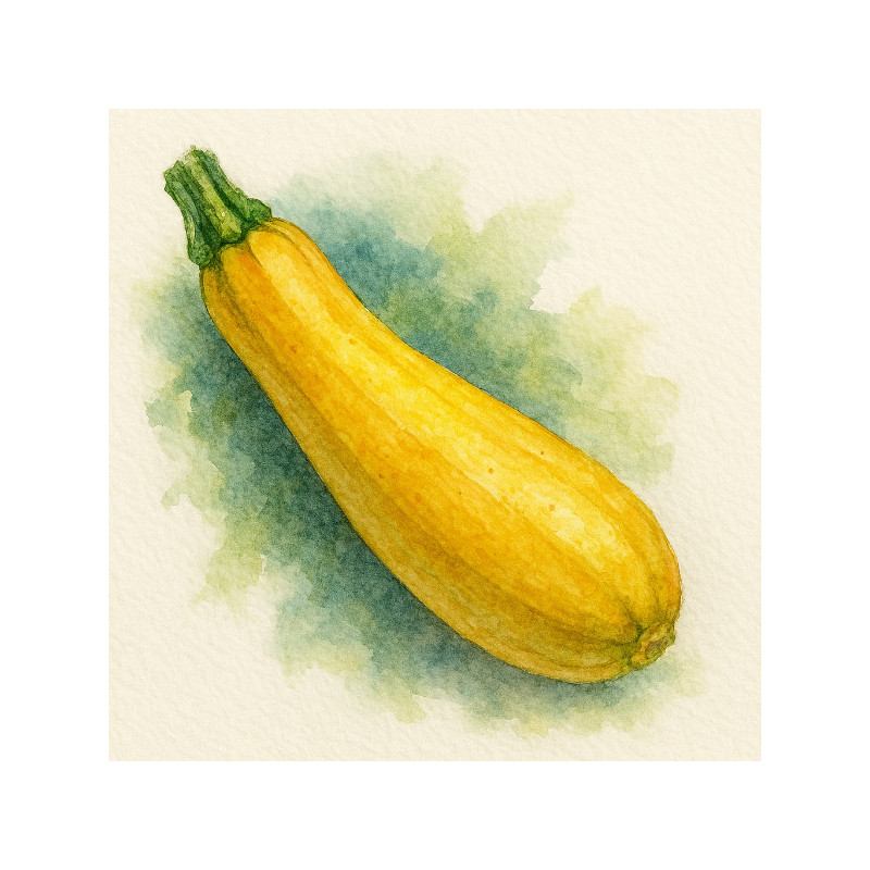 Courgette jaune
