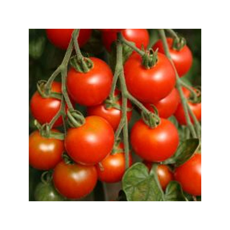 Tomate cerise rouge Z.