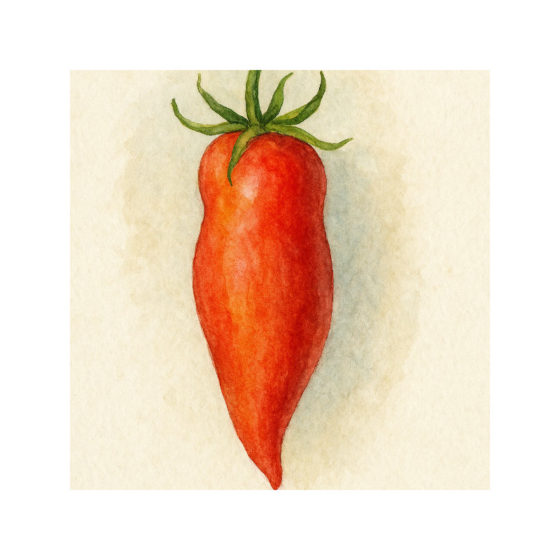 Tomate andine cornue