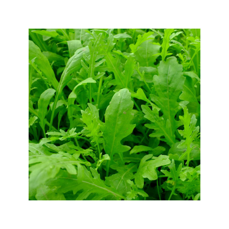 Roquette sauvage