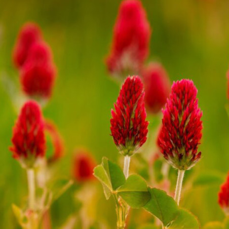Trèfle rouge engrais vert sachet de 20 grammes.
