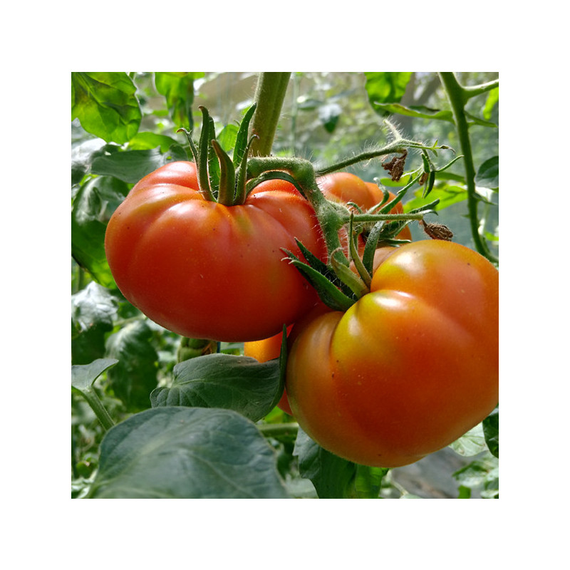 Tomate Marmande