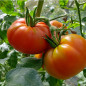 Tomate Marmande