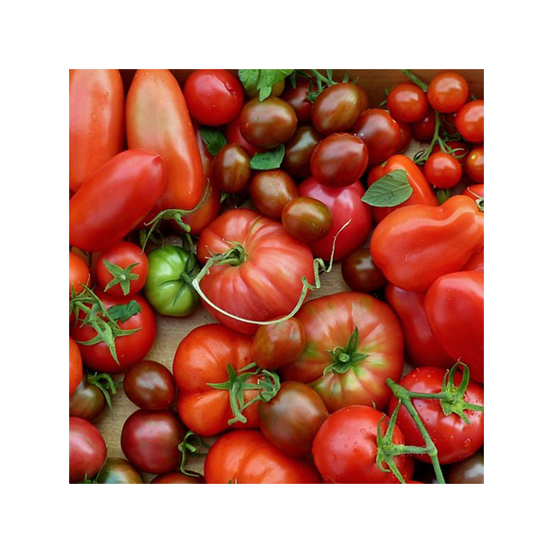 Tomates anciennes mél.