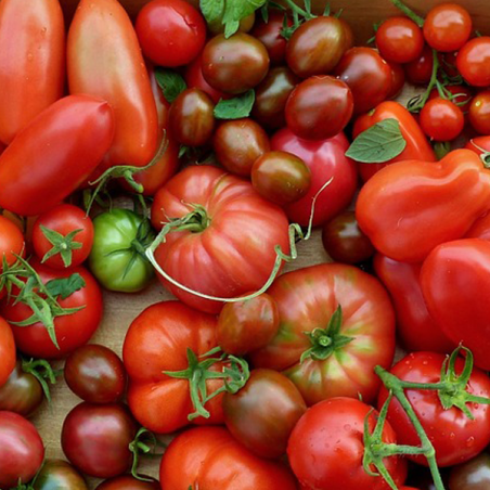 Tomates anciennes en mélange sachet de 25 grammes.