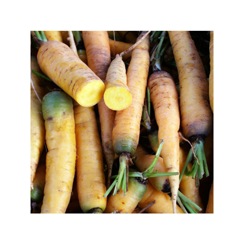 Carotte jaune Carotte jaune