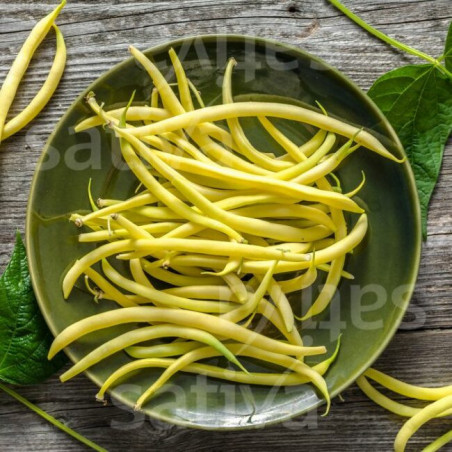 Haricot beurre Cresso sachet de 40 grammes?