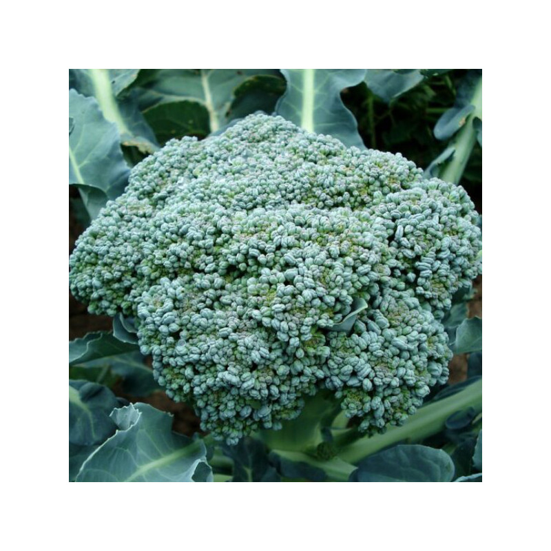 Chou brocoli R. Chou brocoli R.