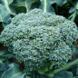 Chou brocoli R. Chou brocoli R.
