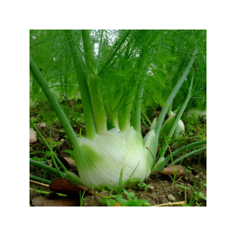 Fenouil bianco Perf.