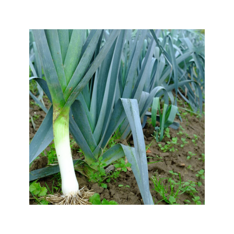 Poireau Atlanta Poireau Atlanta