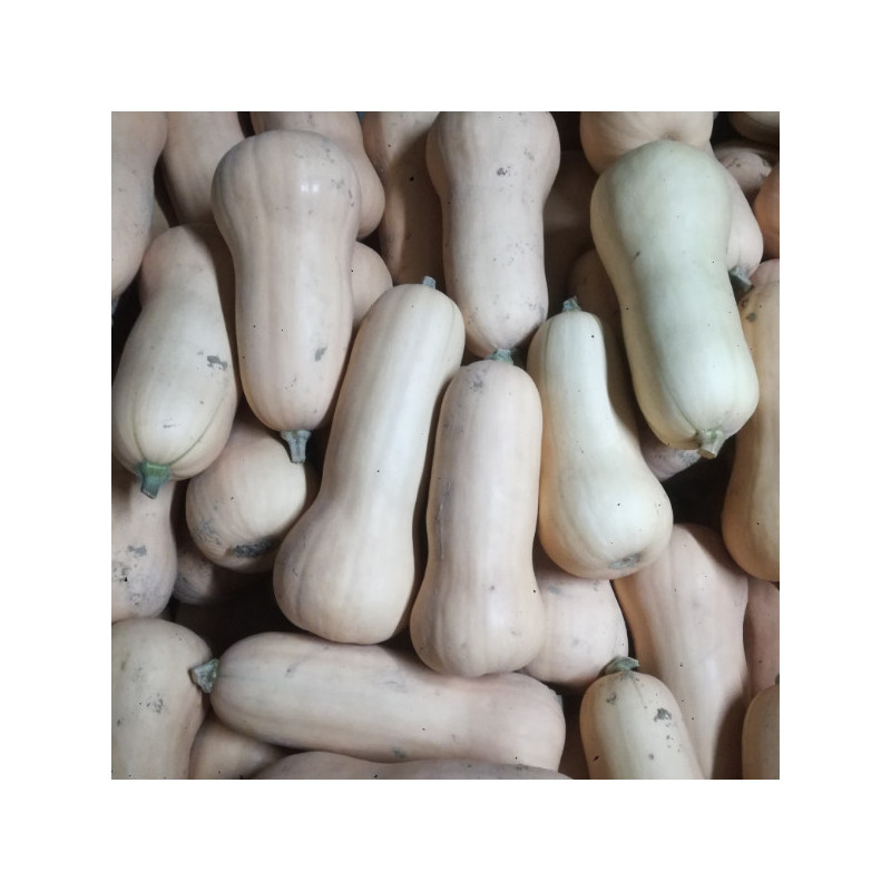 Courge butternut