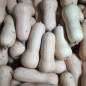 Courge butternut