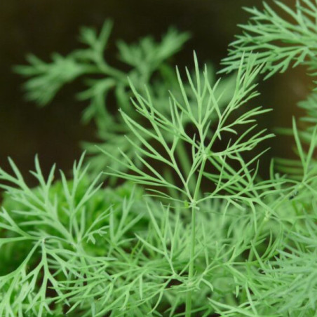 Aneth sachet de 1 gramme.