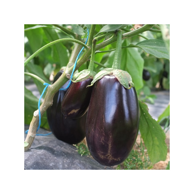 Aubergine violette M.