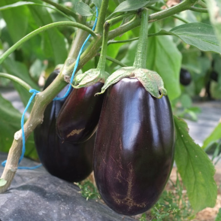Aubergine violette Meronda sachet de 20 grammes.